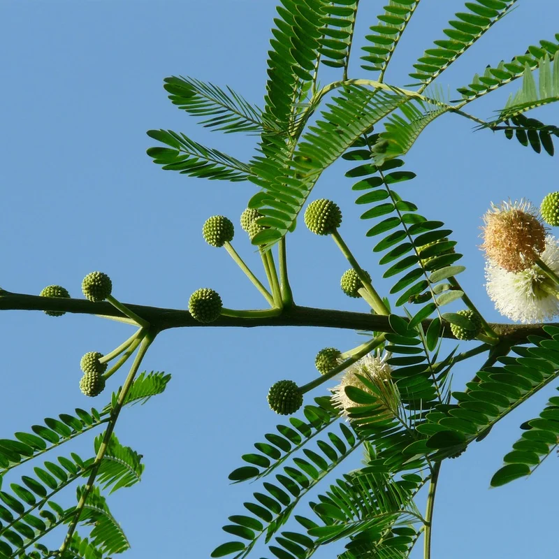 Acacia Extract, natural source material