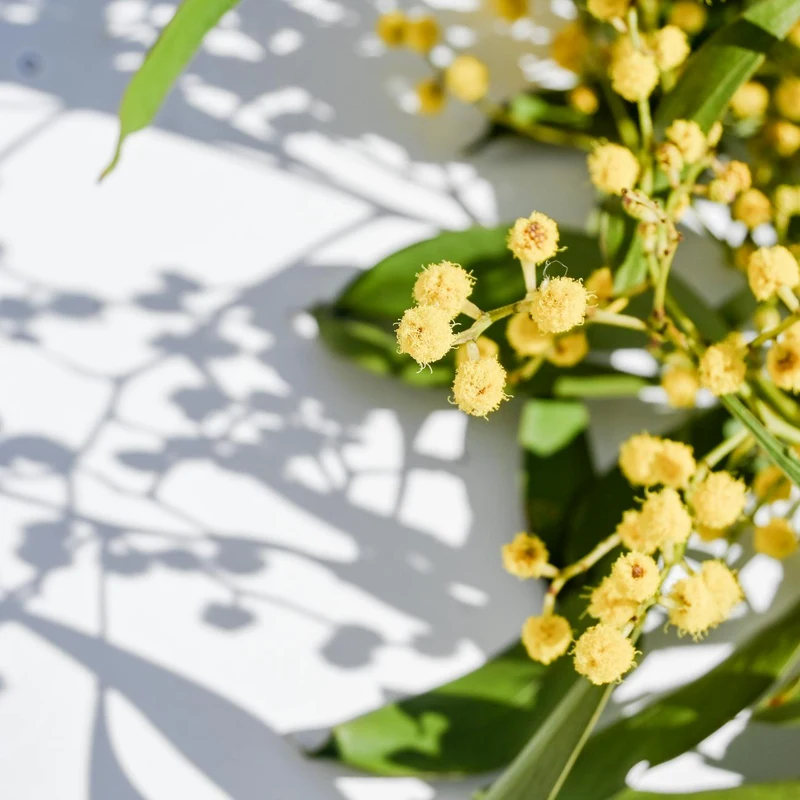 Acacia Extract — natural source material