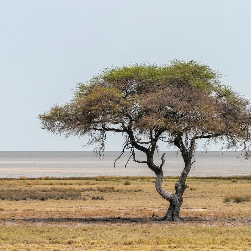 Acacia Gum — natural source material