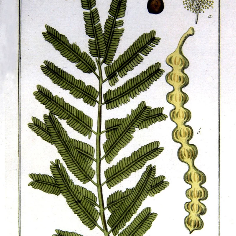 Acacia Gum — natural source material