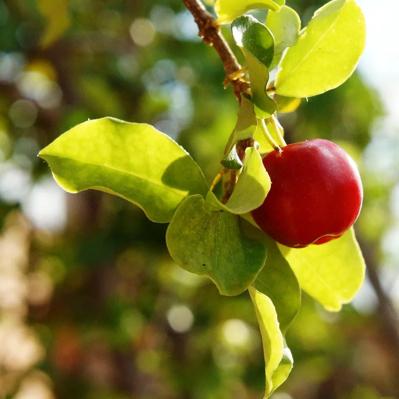 Acerola Extract — natural source material