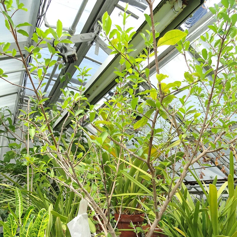 Acerola Extract — natural source material