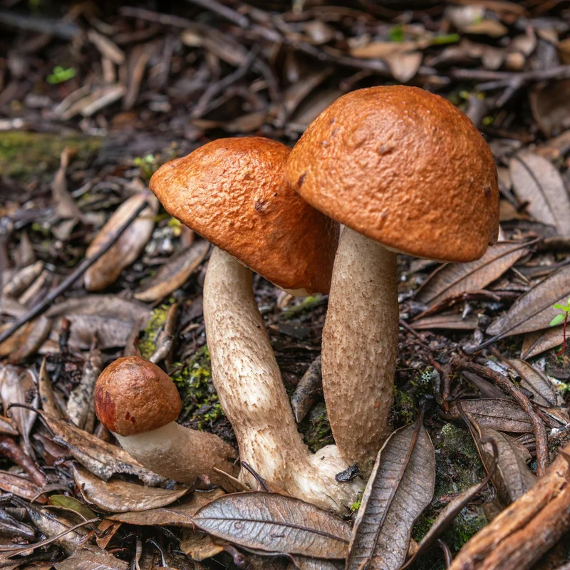 Agaricus Blazei Mushroom Extract — natural source material