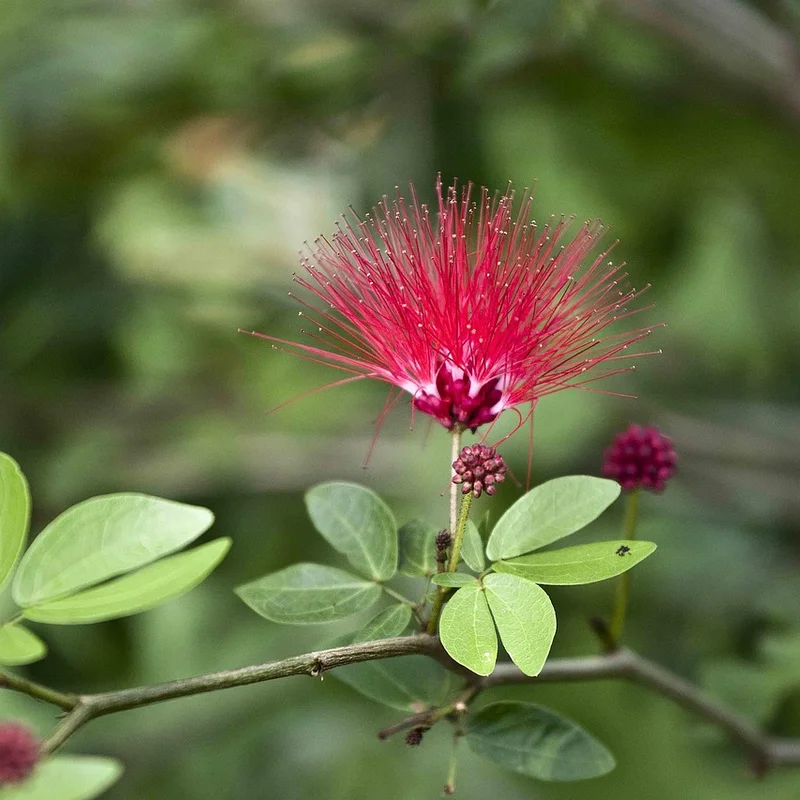 Albizia Bark Extract — natural source material