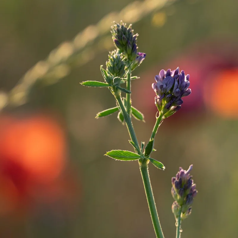 Alfalfa — natural source material