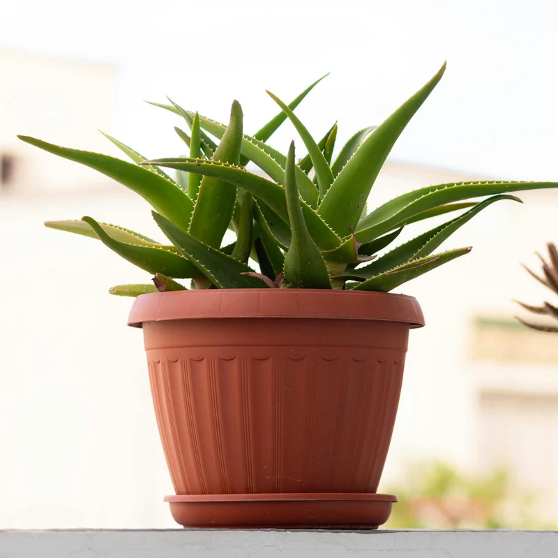 Aloe Vera Extract, natural source material