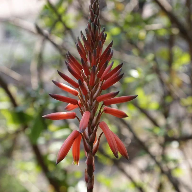 Aloe Vera Powder — natural source material