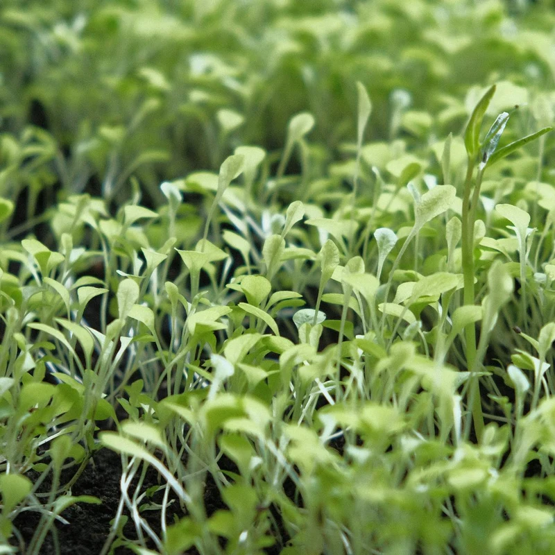 Amaranth Sprout Powder — natural source material