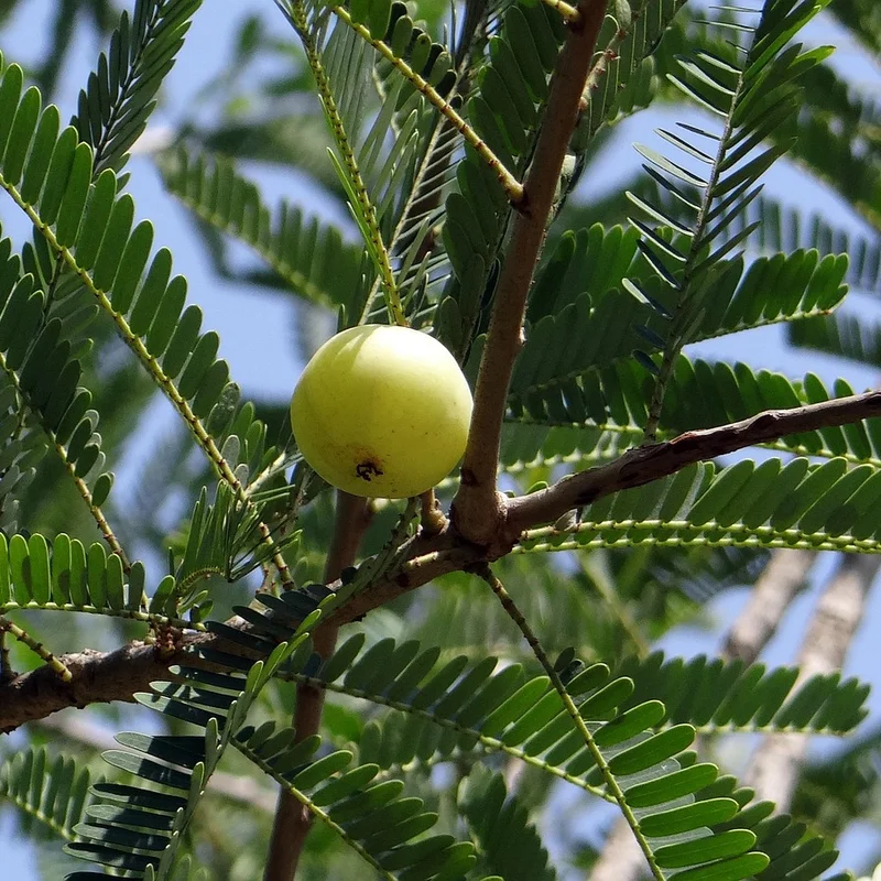 Amla Fruit Extract — natural source material