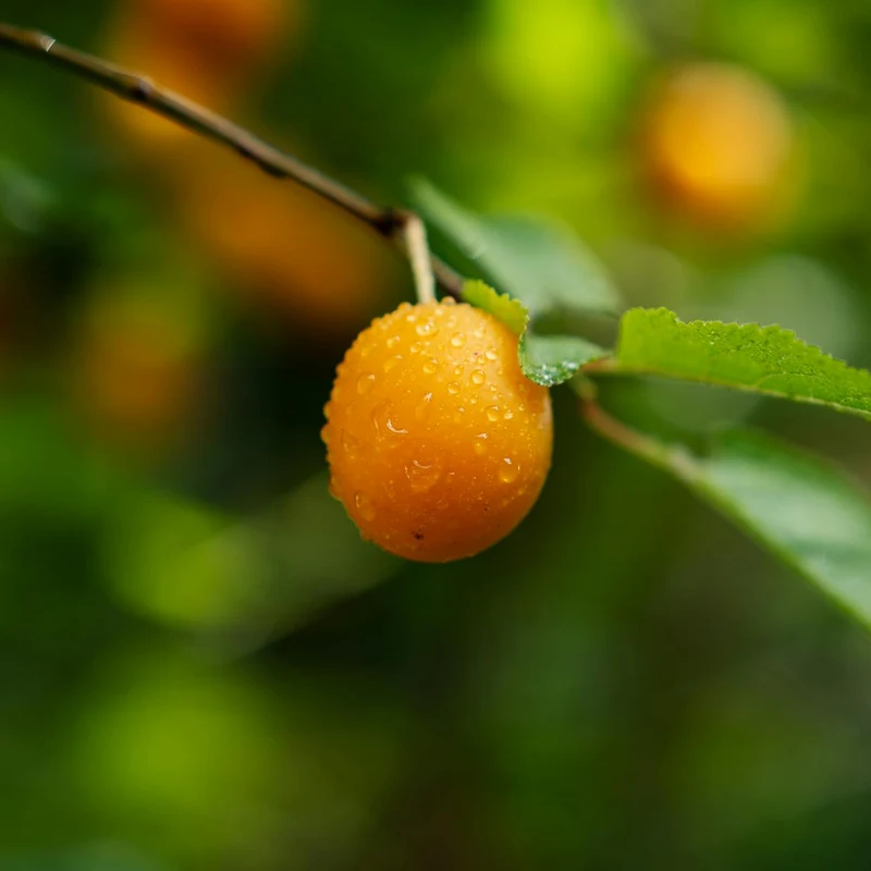 Amla Fruit Extract — natural source material