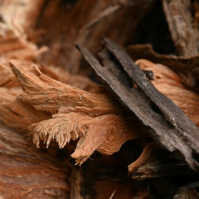 Amur Cork-Tree Bark — natural source material