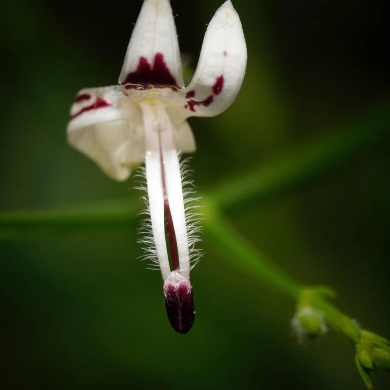 Andrographis Extract — natural source material