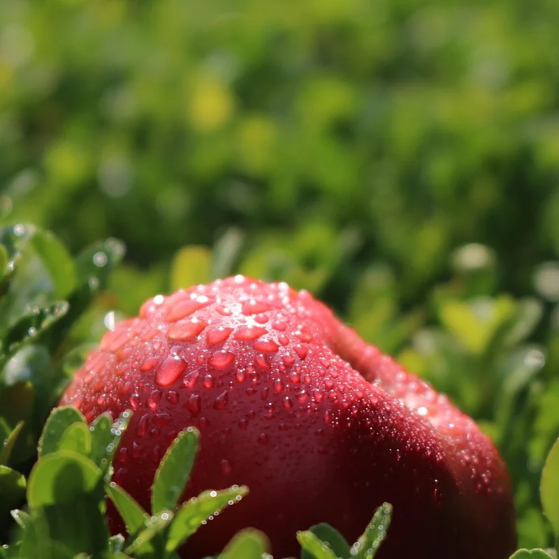 Apple Juice Powder — natural source material