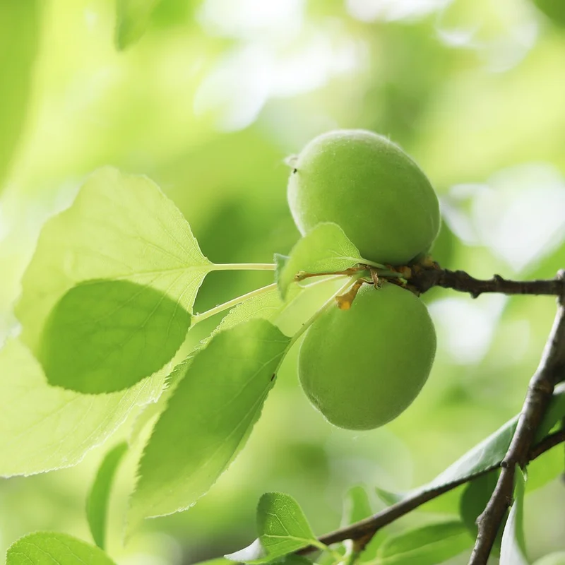 Apricot — natural source material