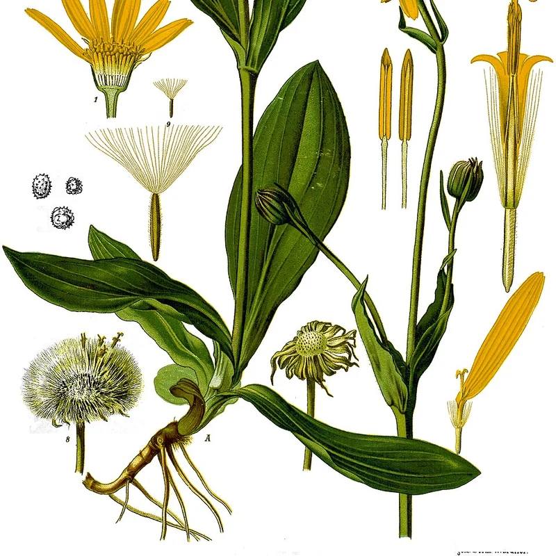Arnica Montana Extract — natural source material