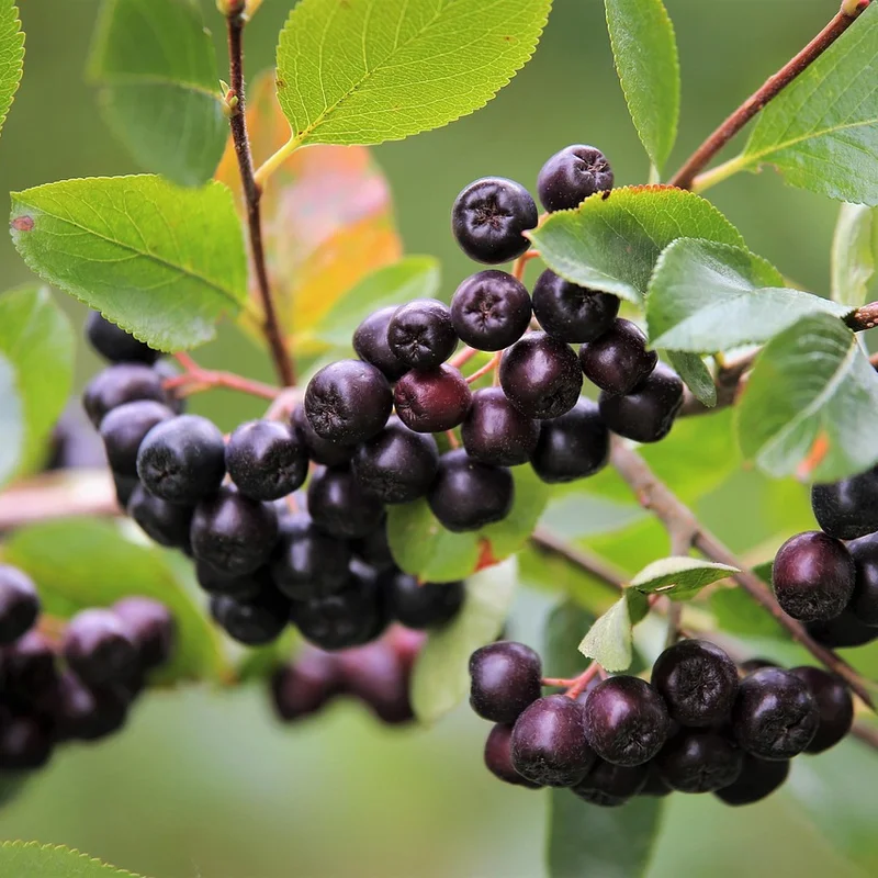 Aronia Berry Powder — natural source material