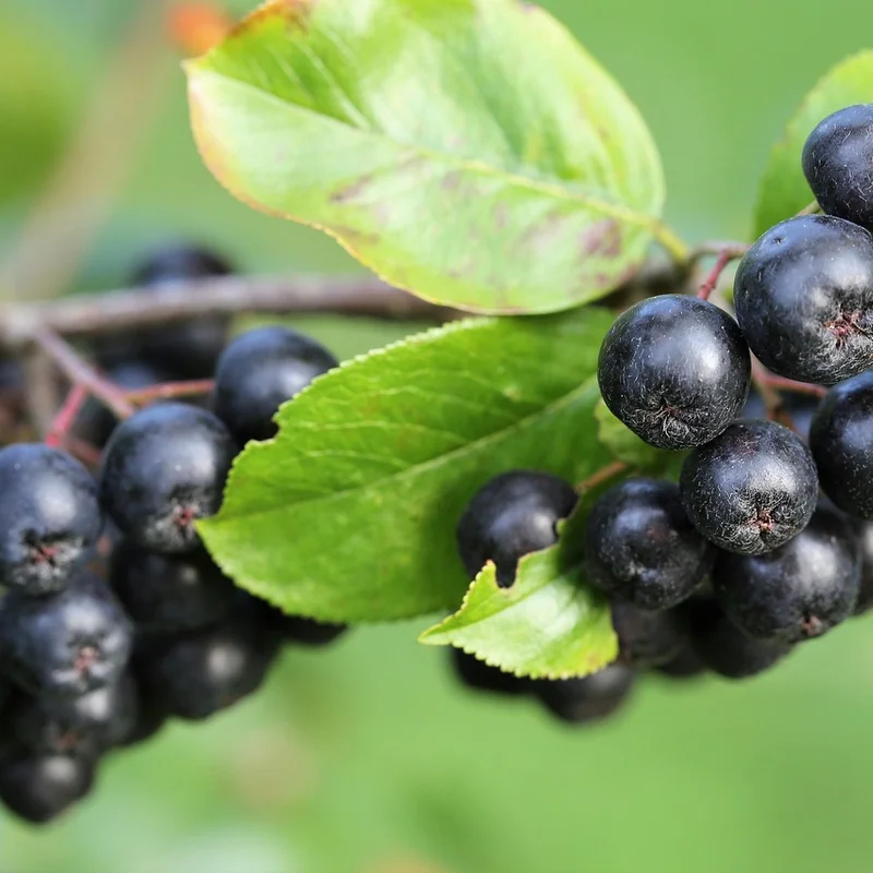 Aronia Extract — natural source material