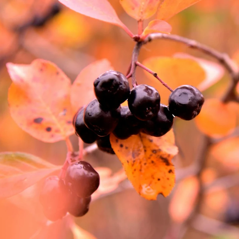 Aronia Extract — natural source material