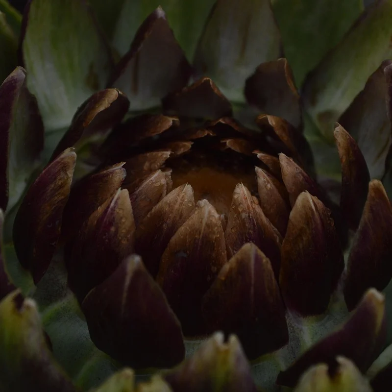 Artichoke Extract — natural source material