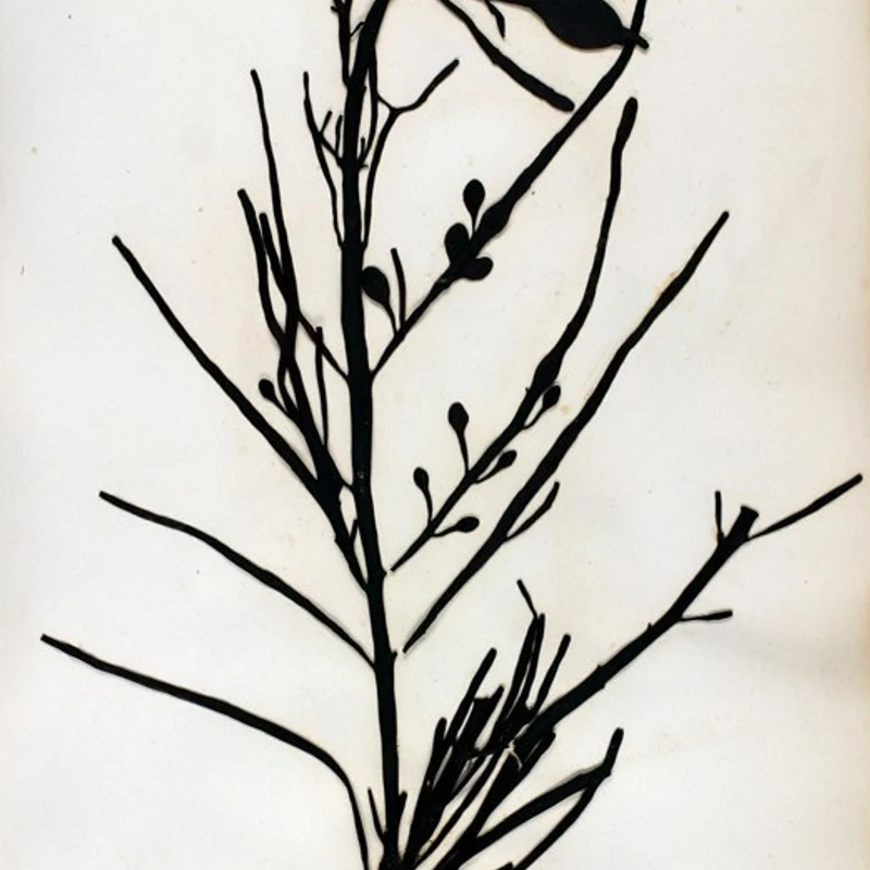 Ascophyllum Nodosum — natural source material