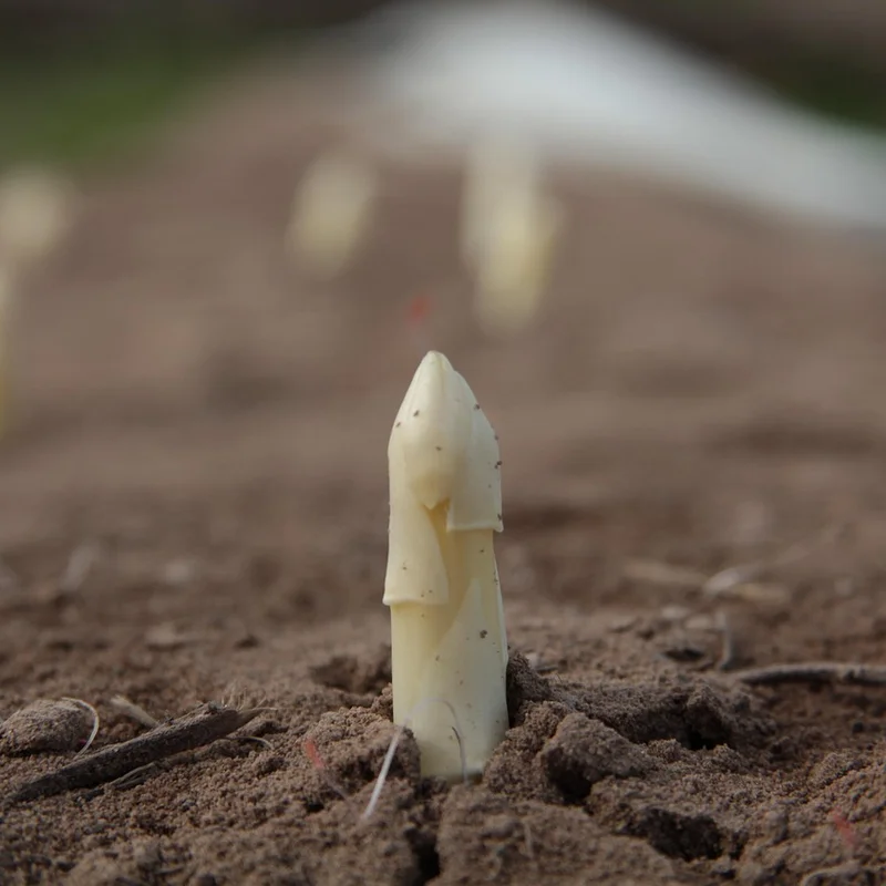 Asparagus Extract — natural source material