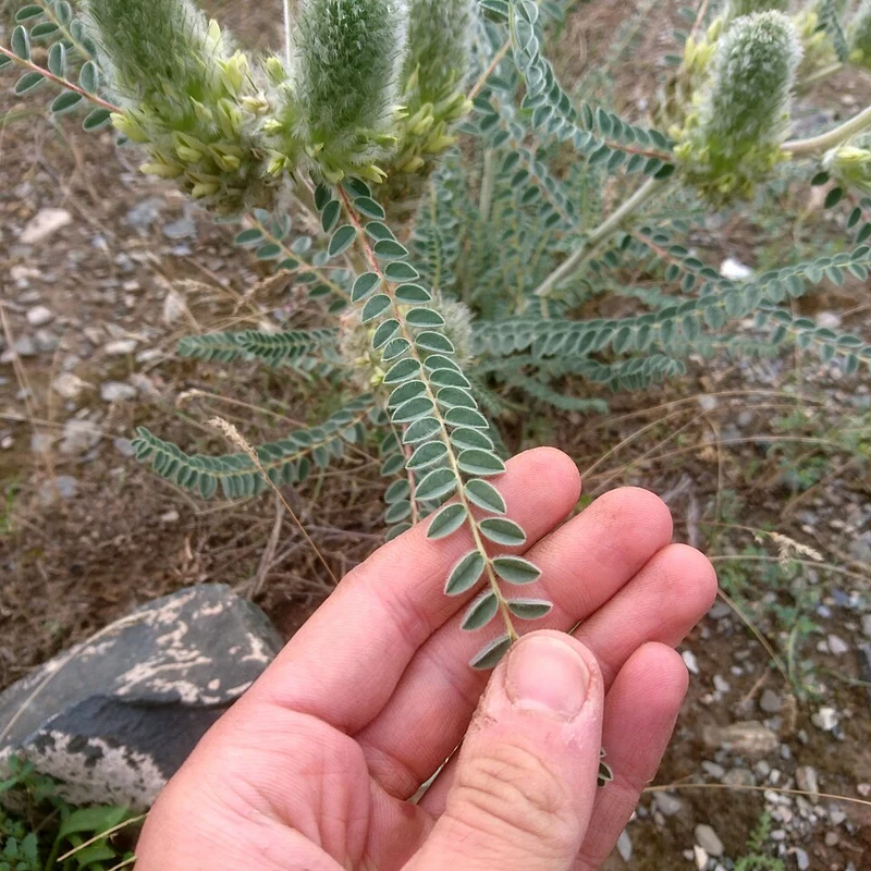 Astragalus Extract — bulk ingredient