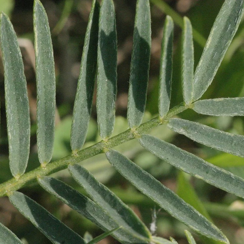 Astragalus Root Powder — natural source material