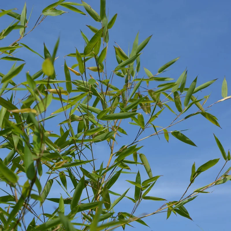Bamboo Shoot Extract Powder, natural source material