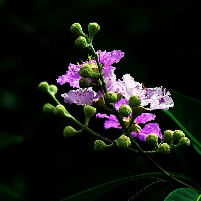 Banaba Extract — natural source material