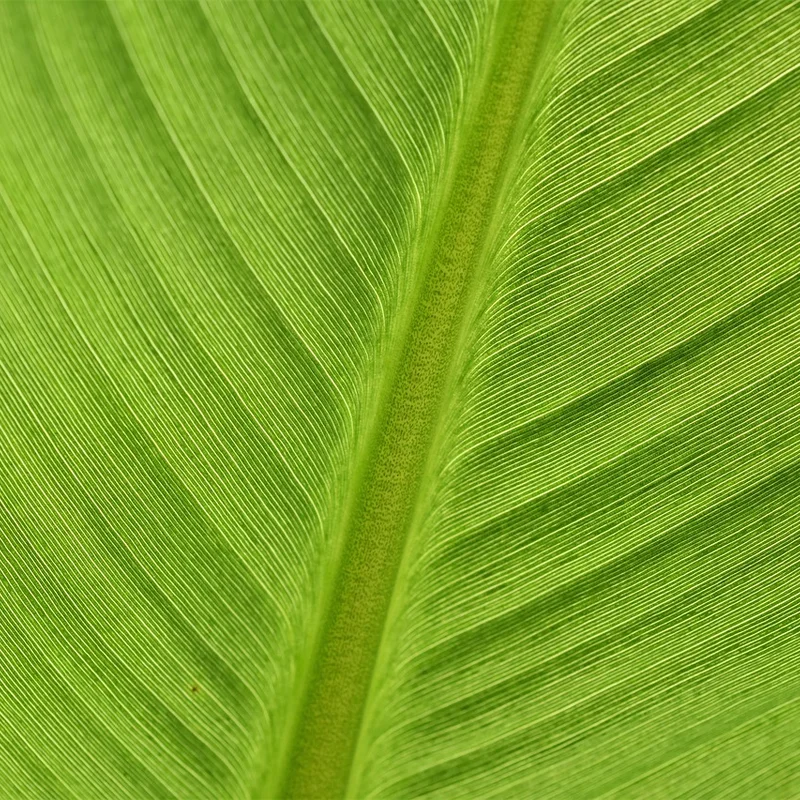 Banana Powder — natural source material