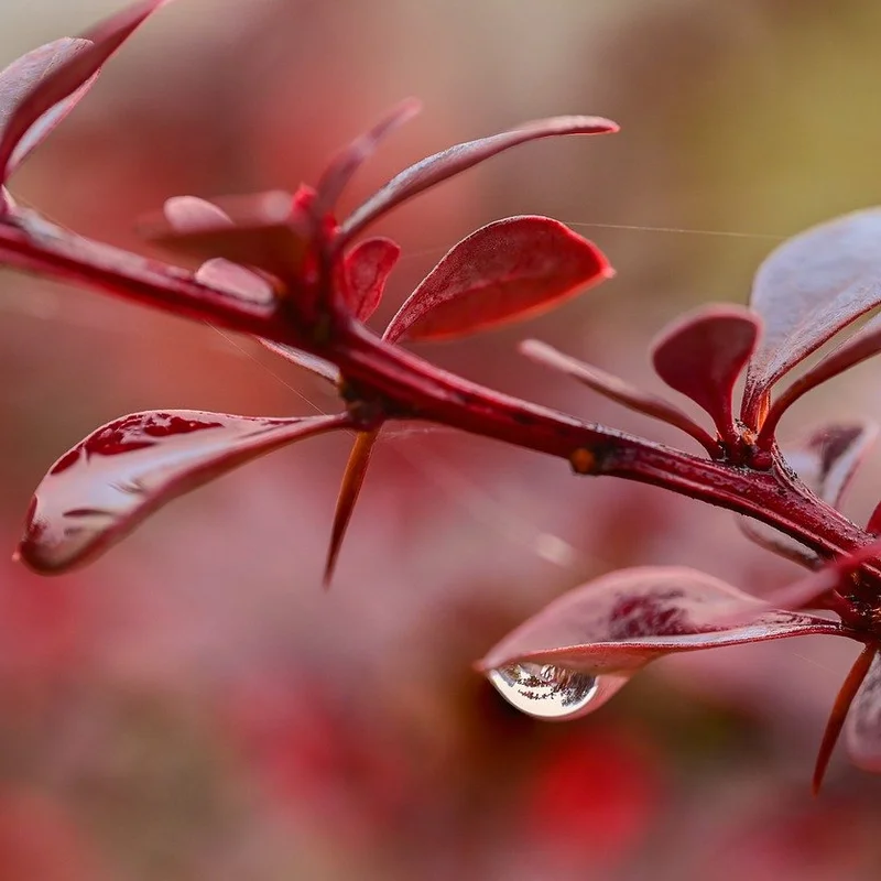 Barberry Extract — natural source material