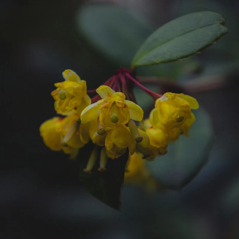 Barberry Extract — natural source material