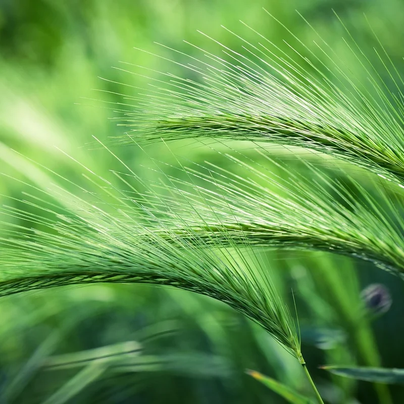 Barley Grass Powder — natural source material