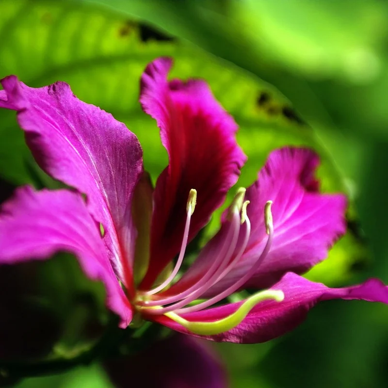Bauhinia Extract — natural source material