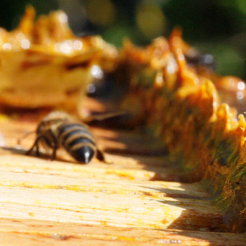 Bee Propolis Powder — natural source material