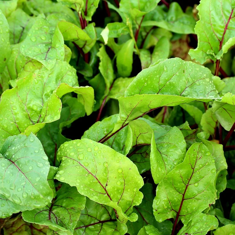Beet Root Extract — natural source material
