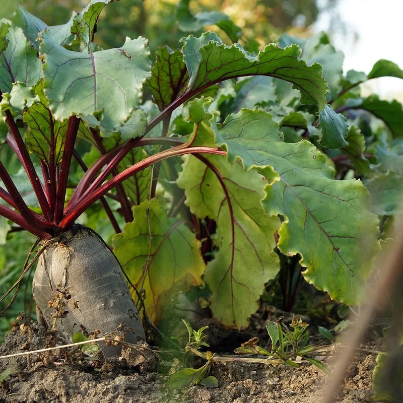 Beet Root Powder — natural source material