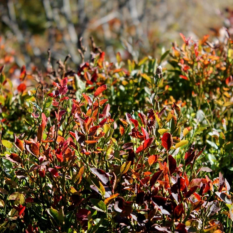 Bilberry Extract — natural source material