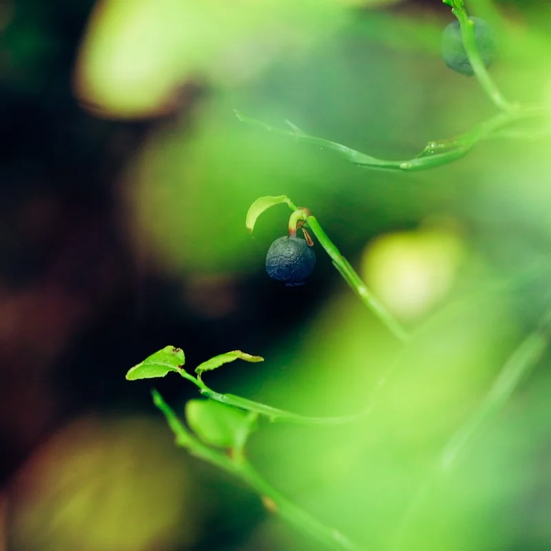 Bilberry Fruit Extract — natural source material