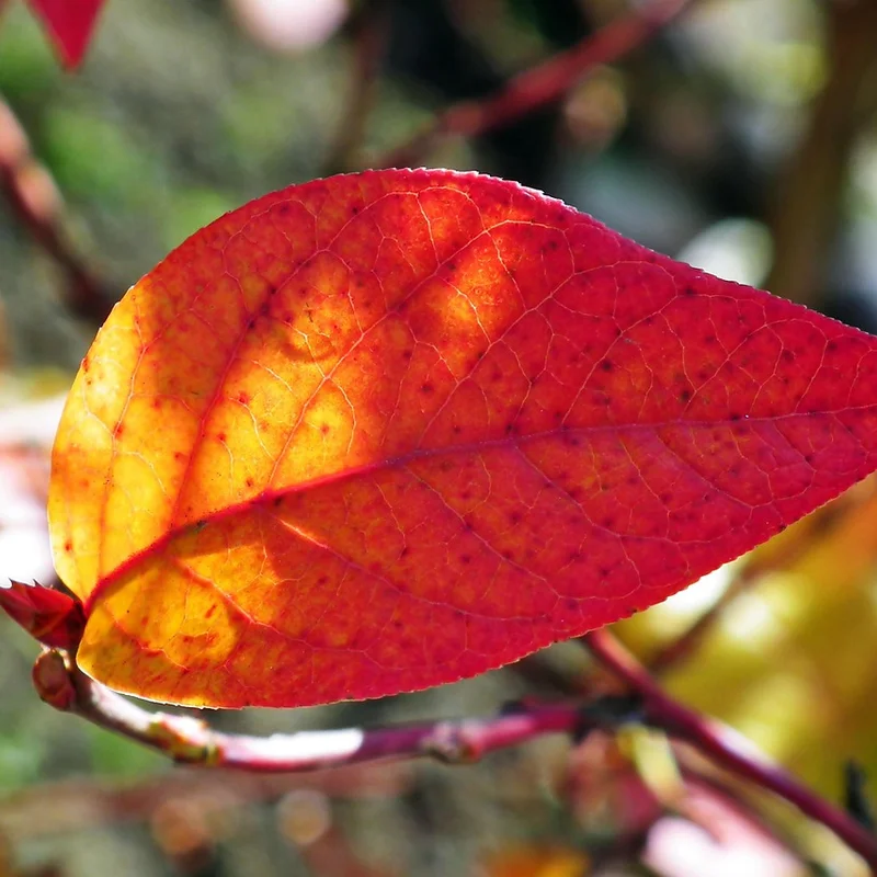 Bilberry Leaf Powder — natural source material