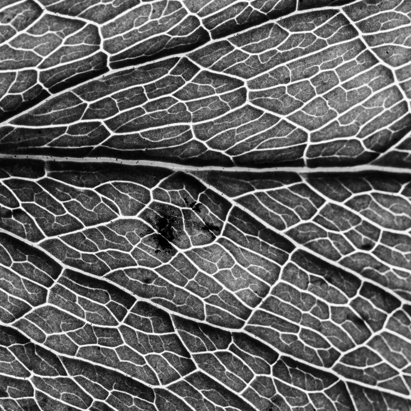 Bilberry Leaf Powder — natural source material