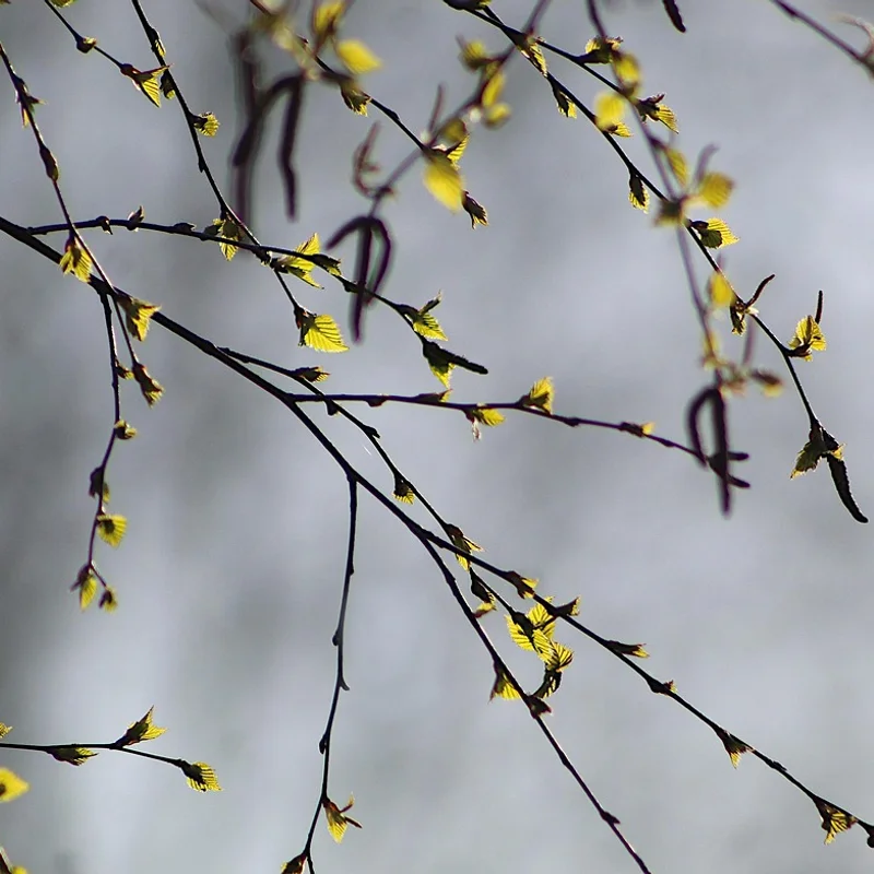 Birch Bark Extract — natural source material