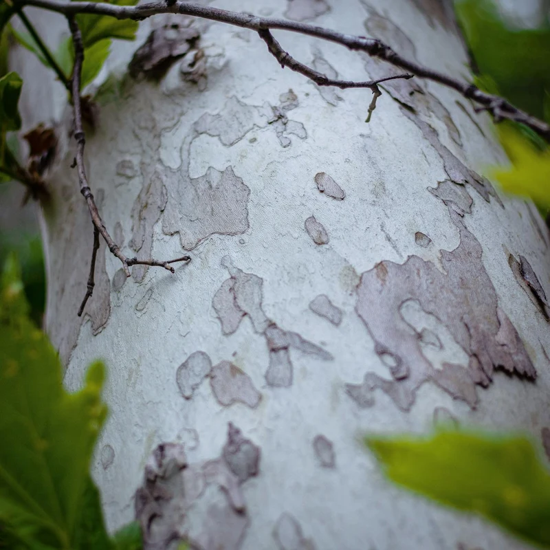 Birch Bark Extract