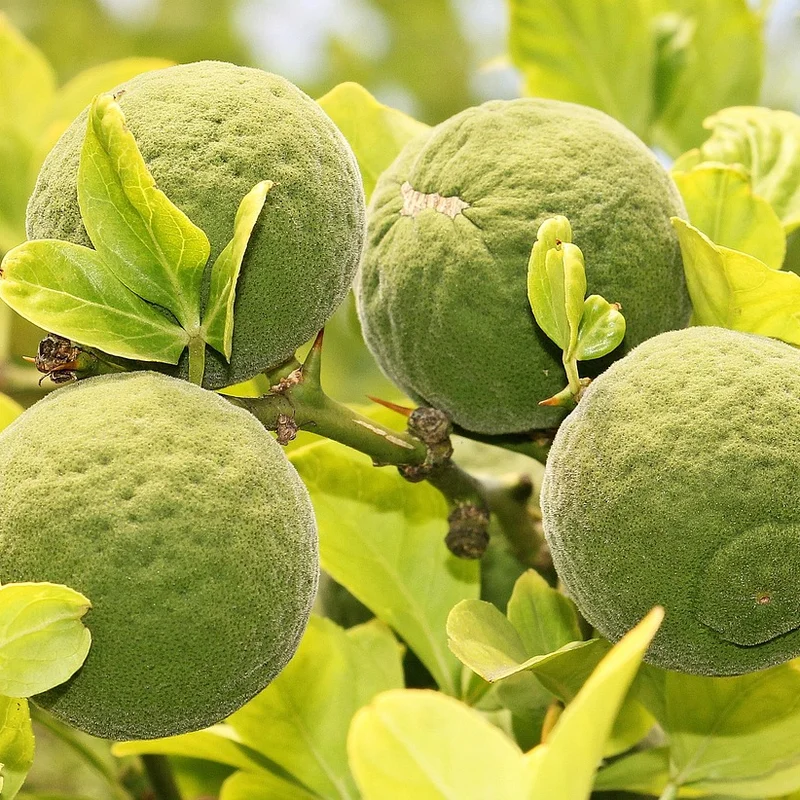 Bitter Orange Peel Powder — natural source material