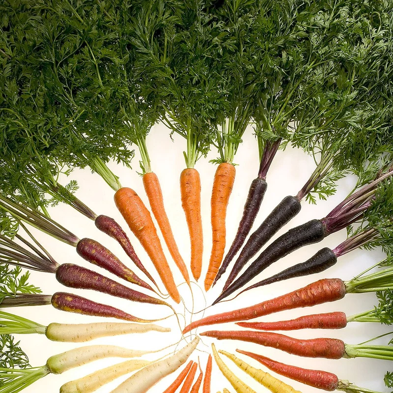 Black Carrot Extract — natural source material