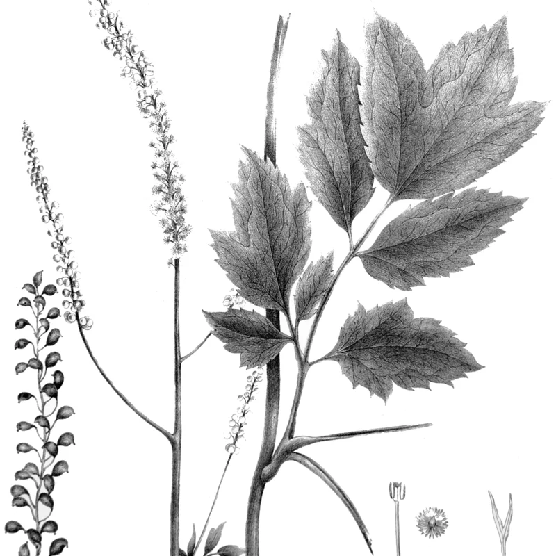 Black Cohosh Extract — natural source material