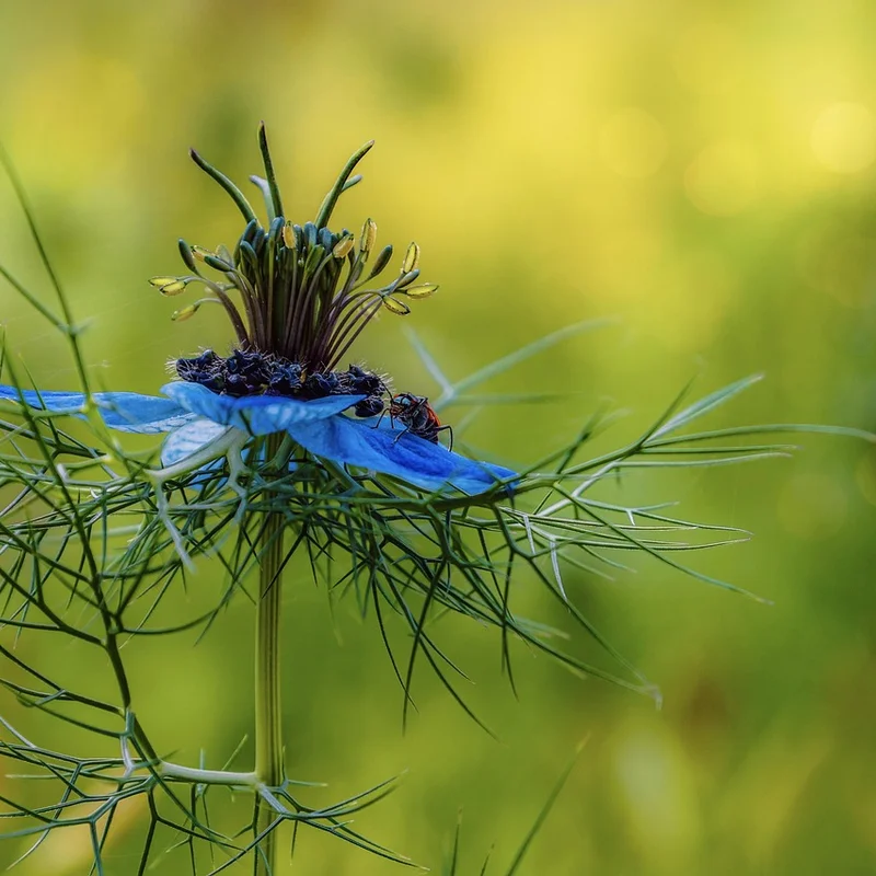 Black Cumin Seed Powder — natural source material