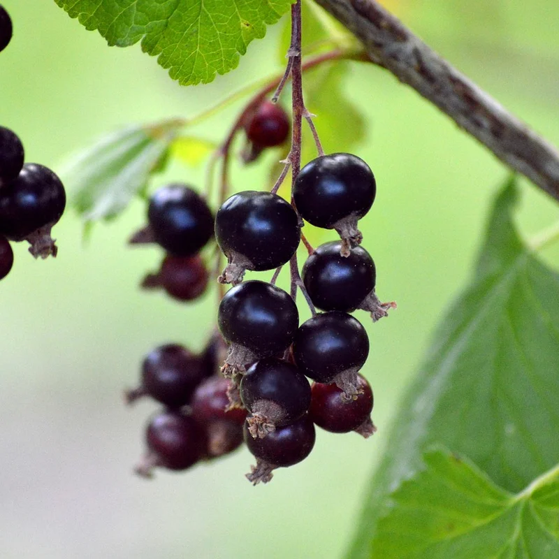 Black Currant Fruit Extract — natural source material