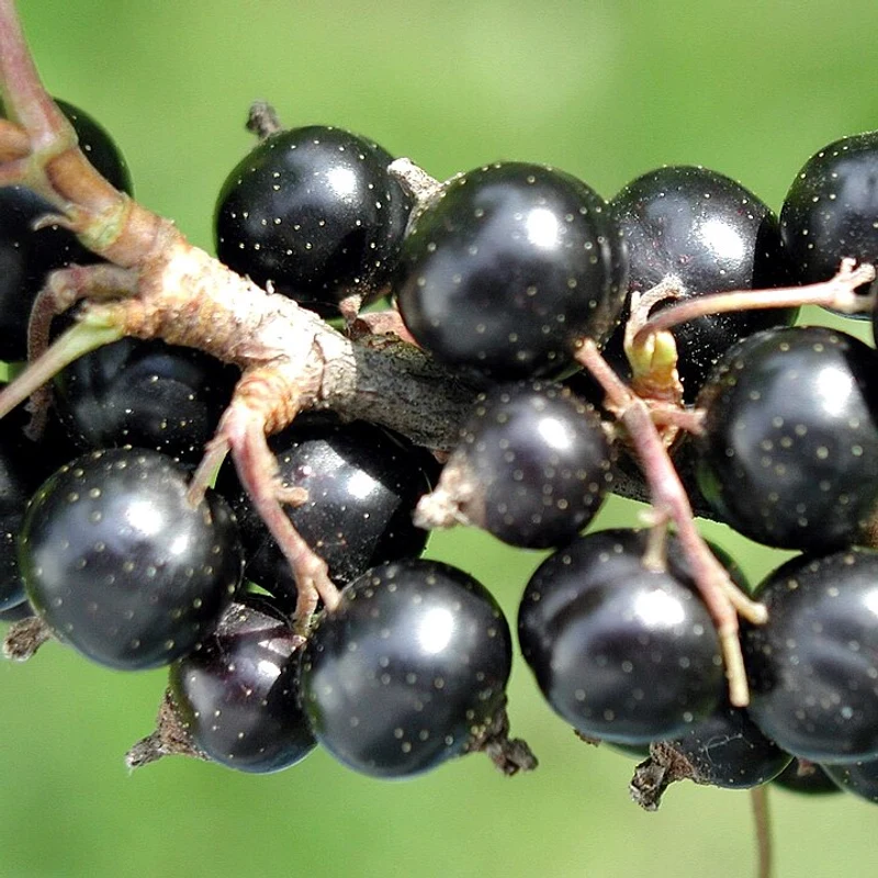Black Currant Fruit Extract — bulk ingredient