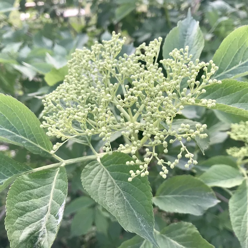 Black Elderberry Extract — natural source material